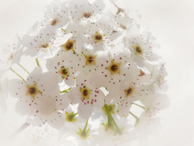 <b>7th Place (tie) </b><br>Sparkling Springtime by Denise and bottles