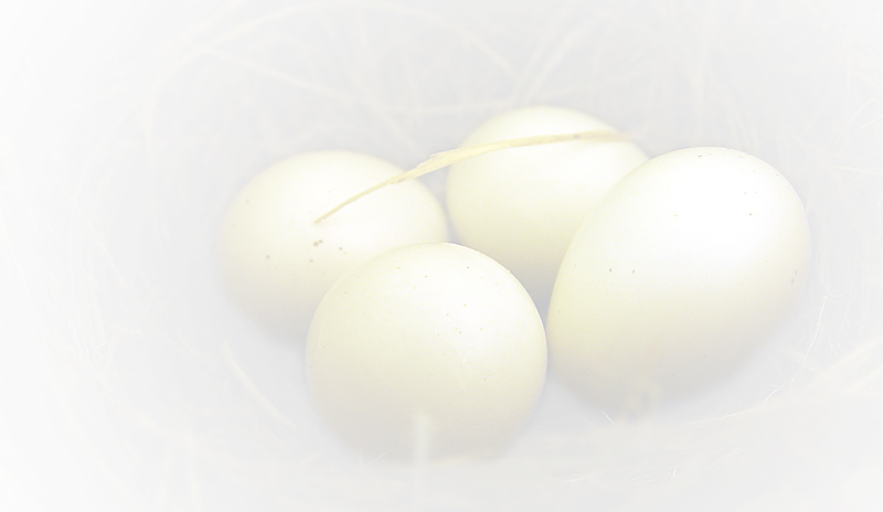 Debs Eggs White