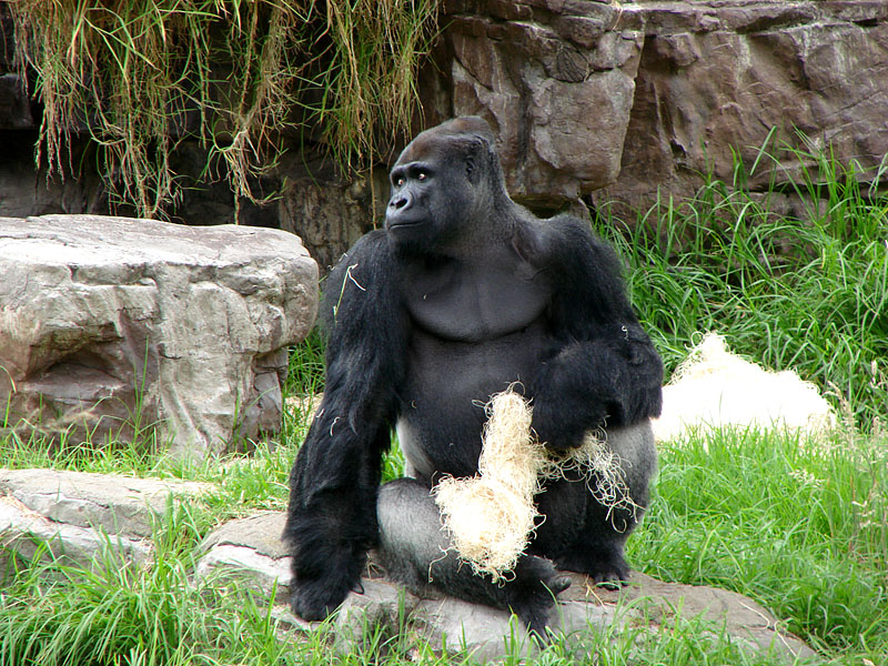 Silver Back Gorilla