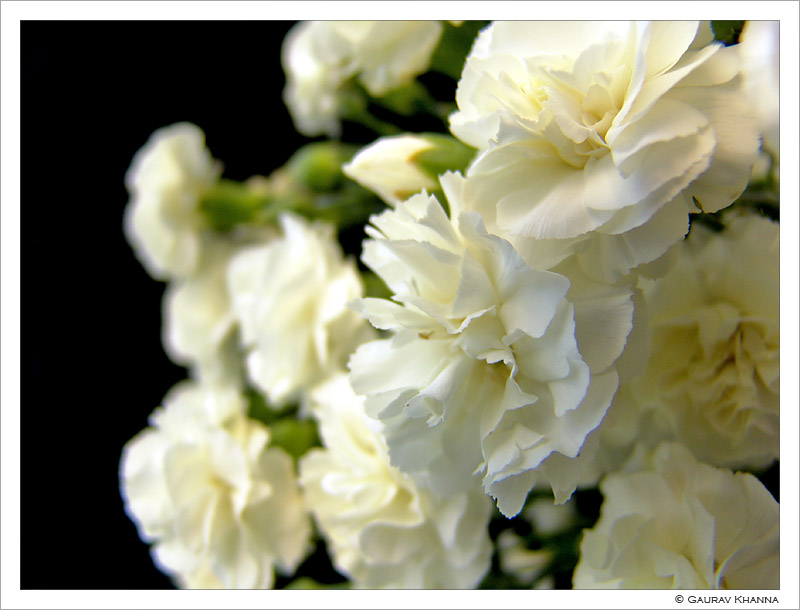 * Petals