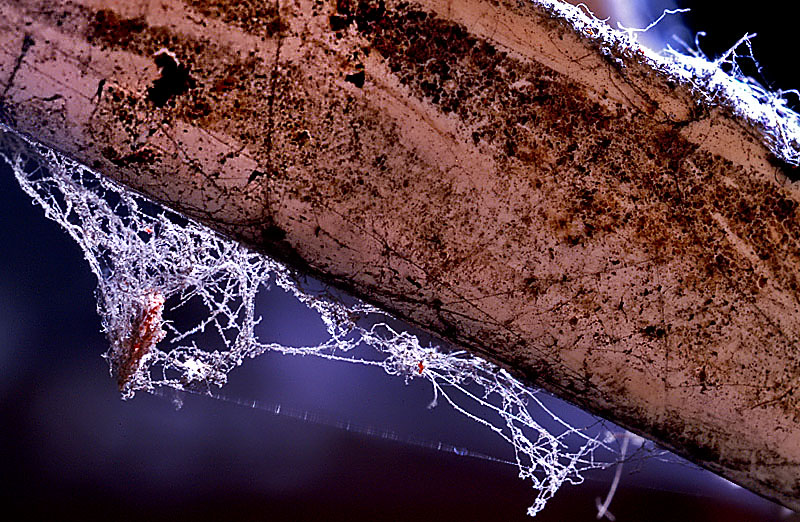 Forgotten Wires* <br> by MCsaba
