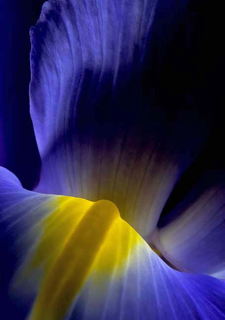 9th: Iris