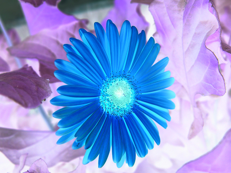 Gerbera Daisy