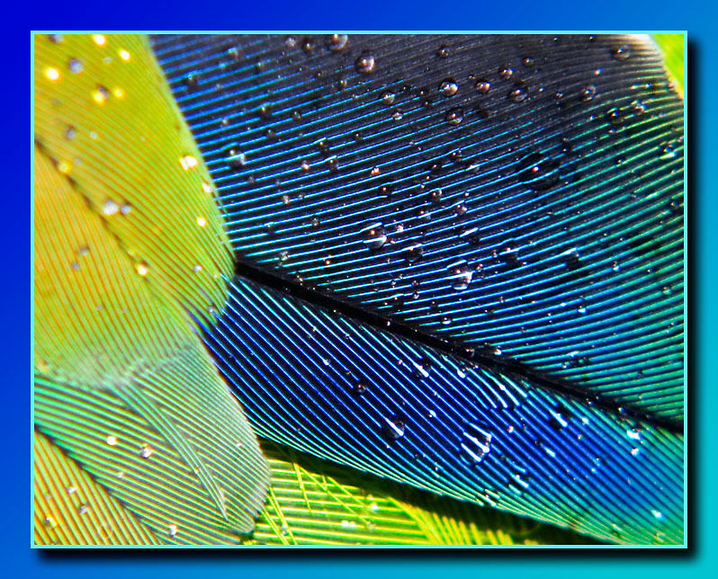 6th: Maxs big blue feather