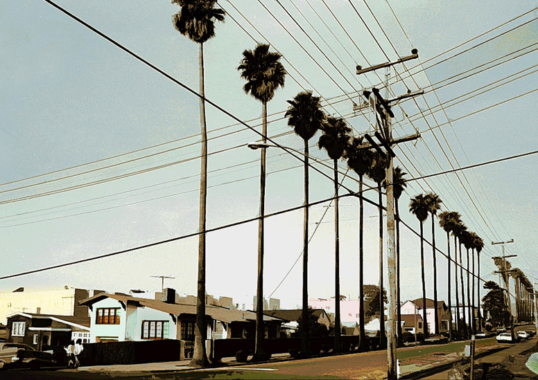 Palm Trees & Power Lines <br> by inframan