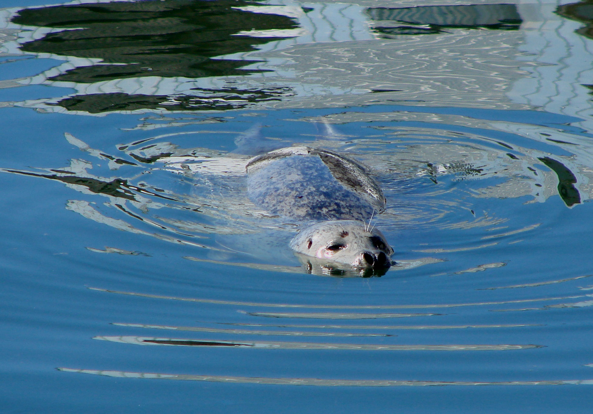 Harbour Seal<br> by DebbyD