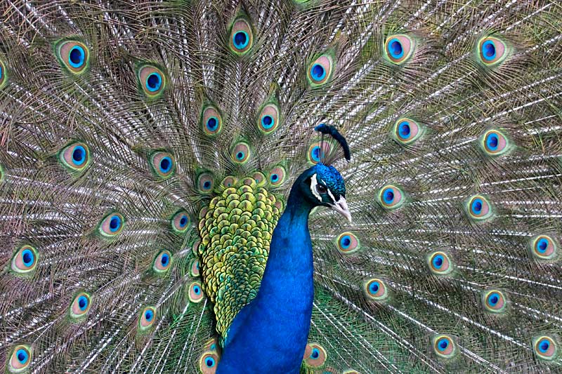 Peacock Blue