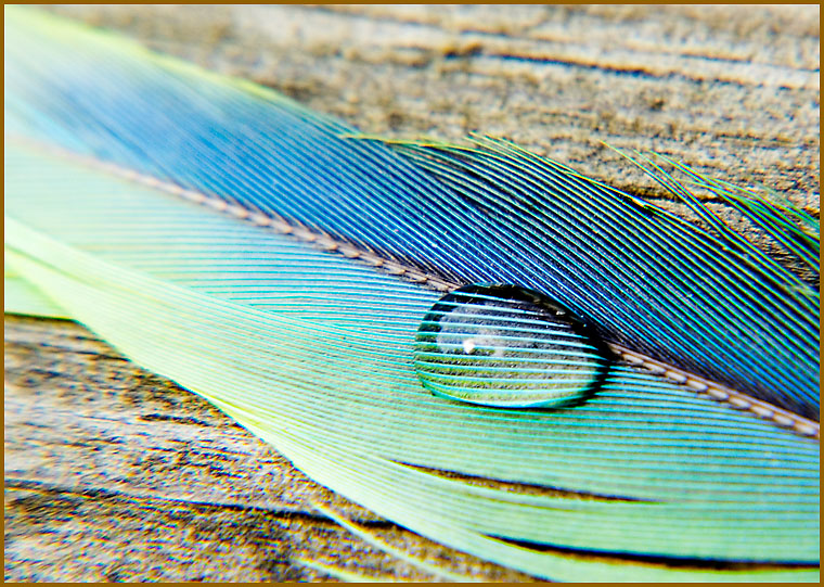 another feather from Max