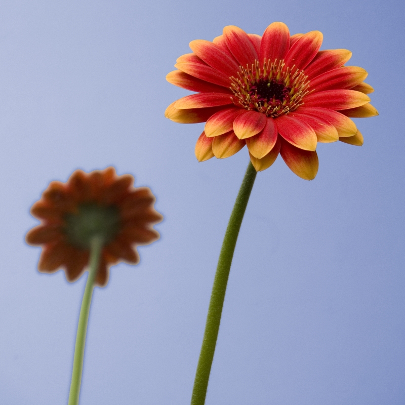 Gerbera*<br>by Franky2005