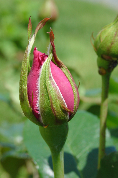 <B>First Rosebud</b>