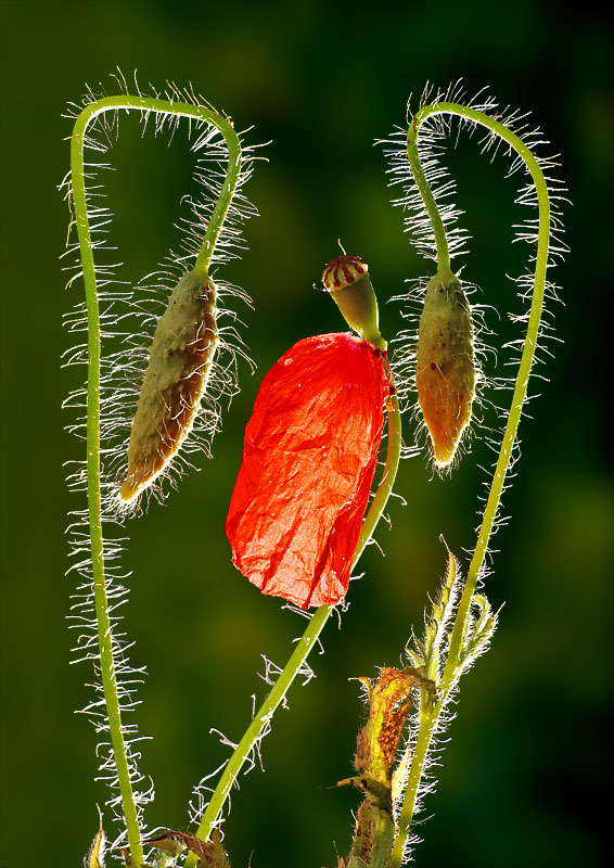 Fourth - The Last Petal <br> by MCsaba