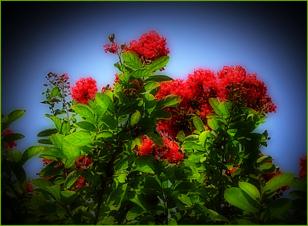 Scarlet Glow