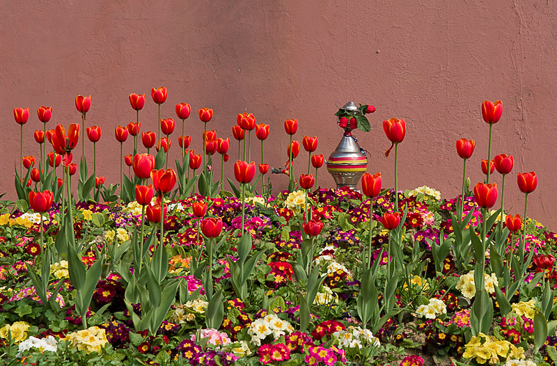 Tulip Garden