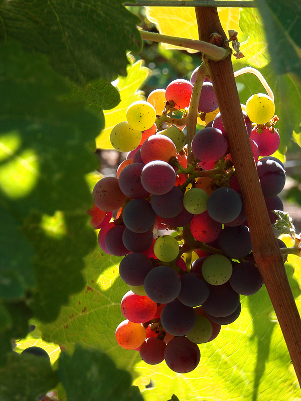 Second - Sparkling Wine on the Vine