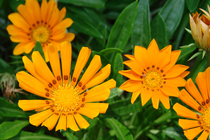 Yellow Flowers <BR> by photocat37