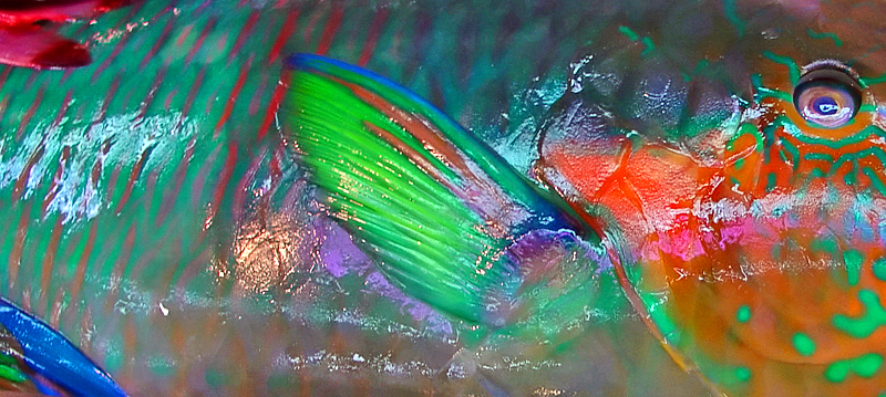 Fifth(tie):  Natures Neon