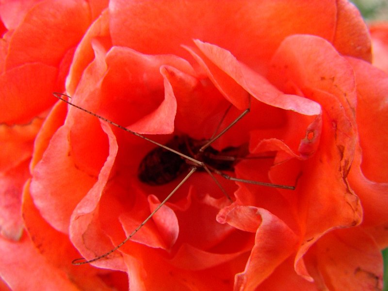 Smple1: Spider hiding in rose
