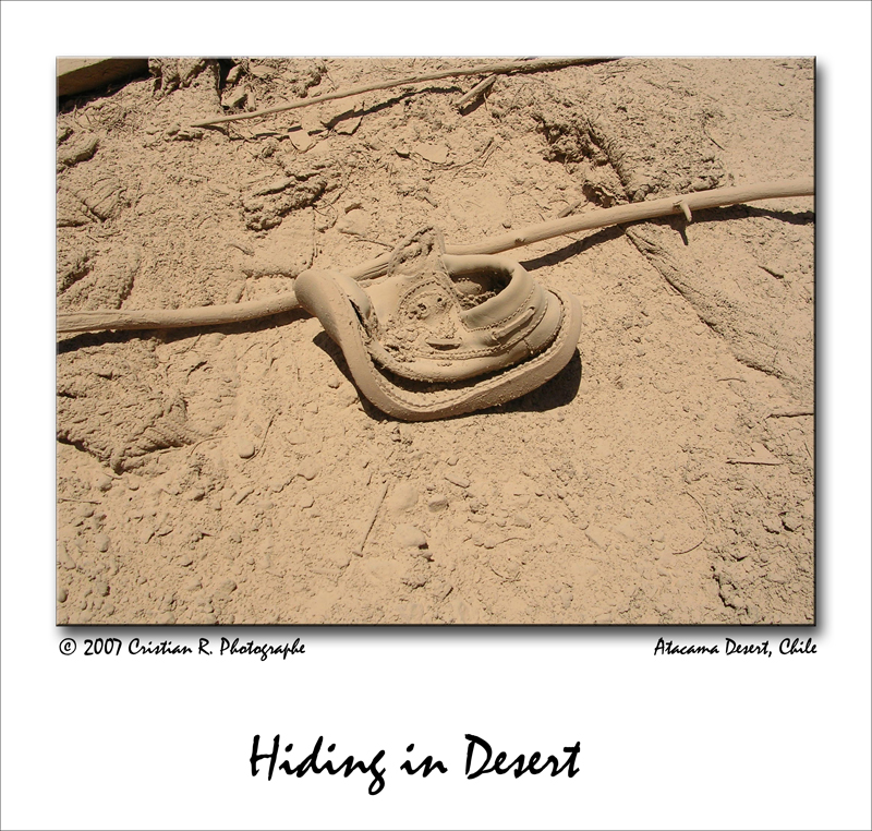 Hiding in Desert<br>by Cristian R.