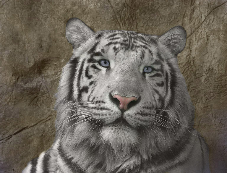 Dirty Zoo Glass #2 <BR> by MxCat