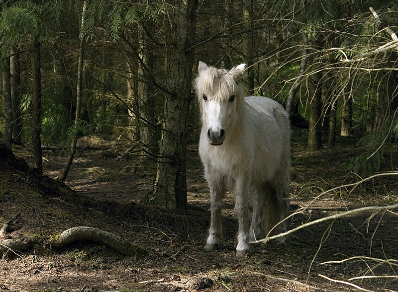3rd place<br>Stalking the Wild Unicorn <br> by inframan