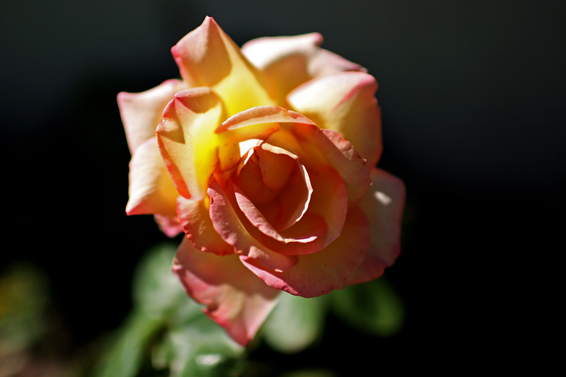 Lories Rose