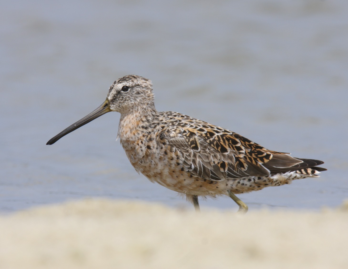 Short-billed Dowitcher, Dauphin Island, April 2011
