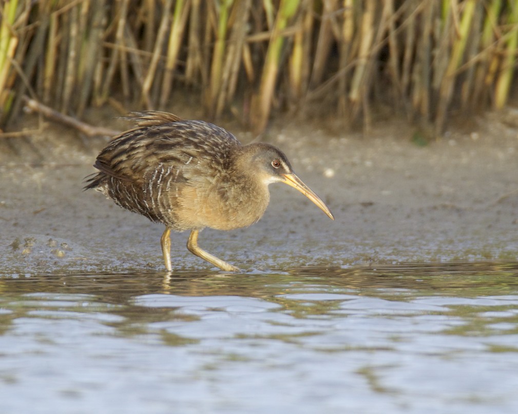Clapper Rail, Dauphin Island, AL, April 2013