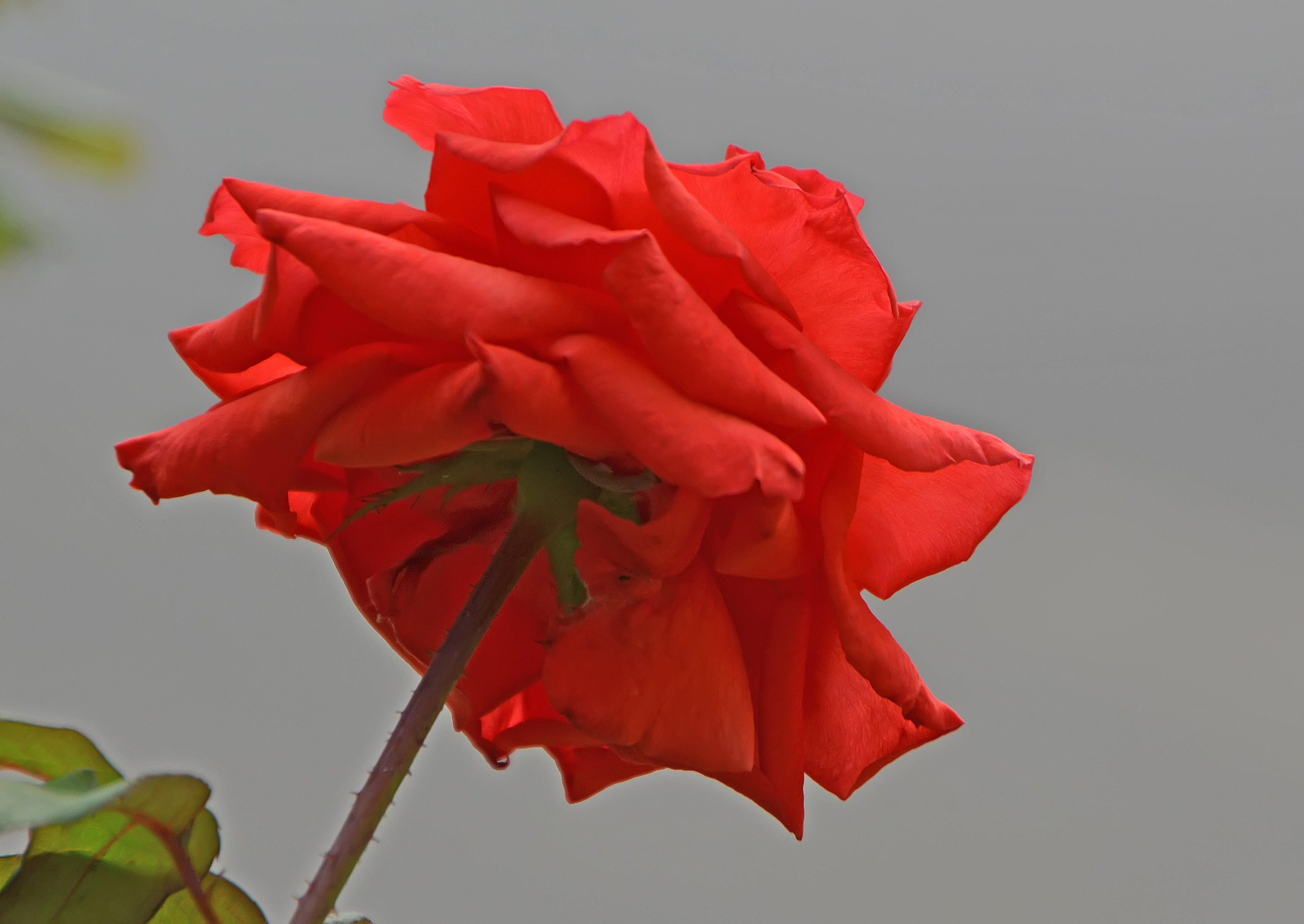 Rosa de Lima