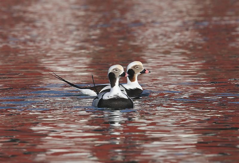 Long-tailed Ducks  Norway
