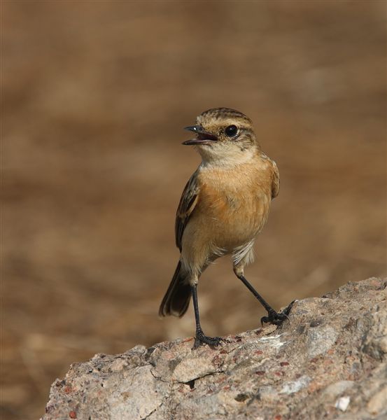 Stonechat Siberian  Goa