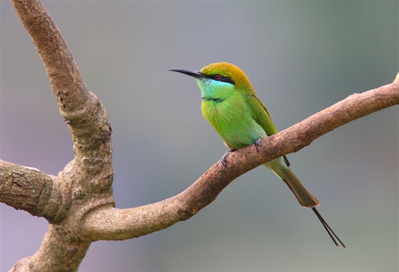 Green Bee-eater  Goa