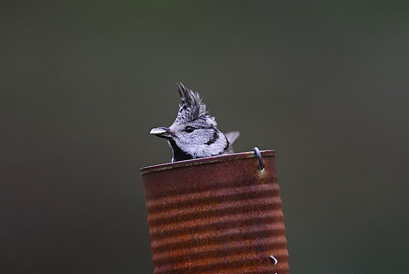 Crested Tit   Norway