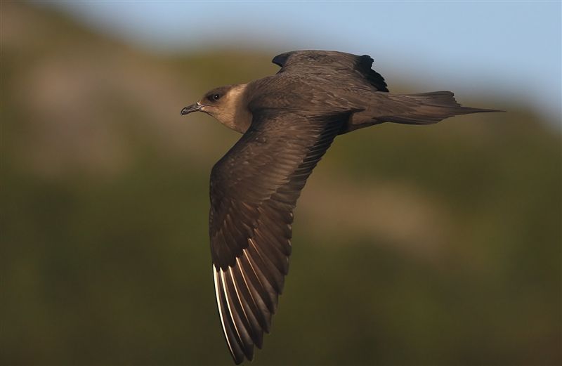 Arctic Skua  Norway