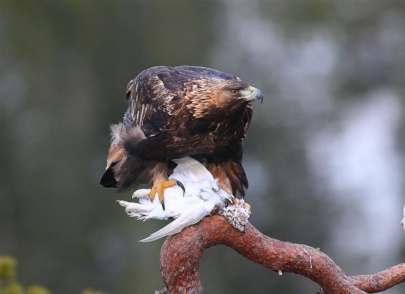 Golden Eagle  Norway