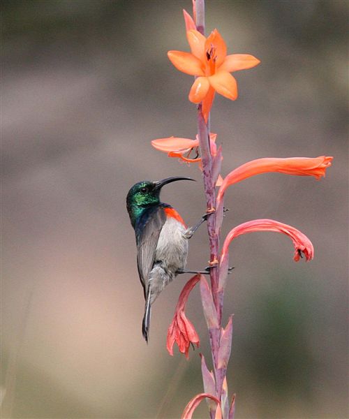 Greater double -collard Sunbird