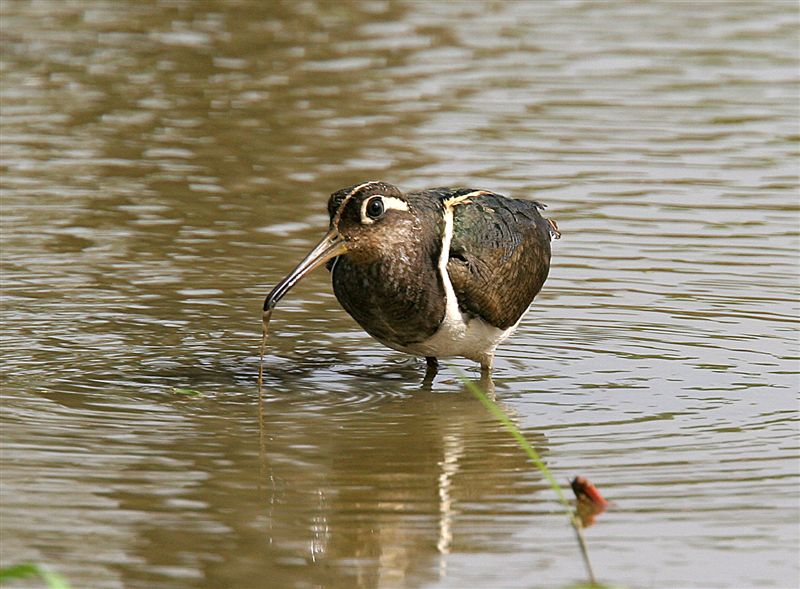 Painted Snipe  Gambia