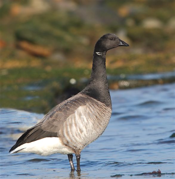 Pale-bellied Brent Goose  Lothian