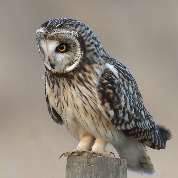 Short-eared Owl   Scotland
