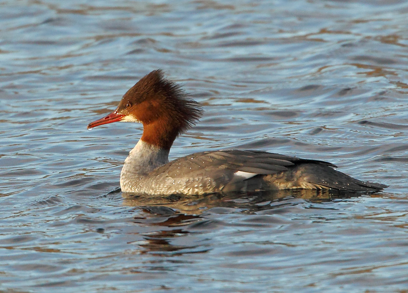 Goosander