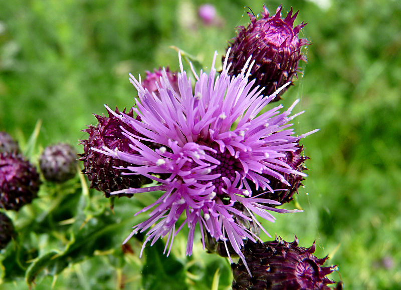 Thistle.