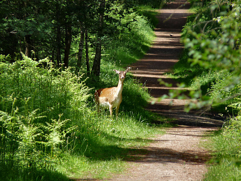 Fallow Deer.