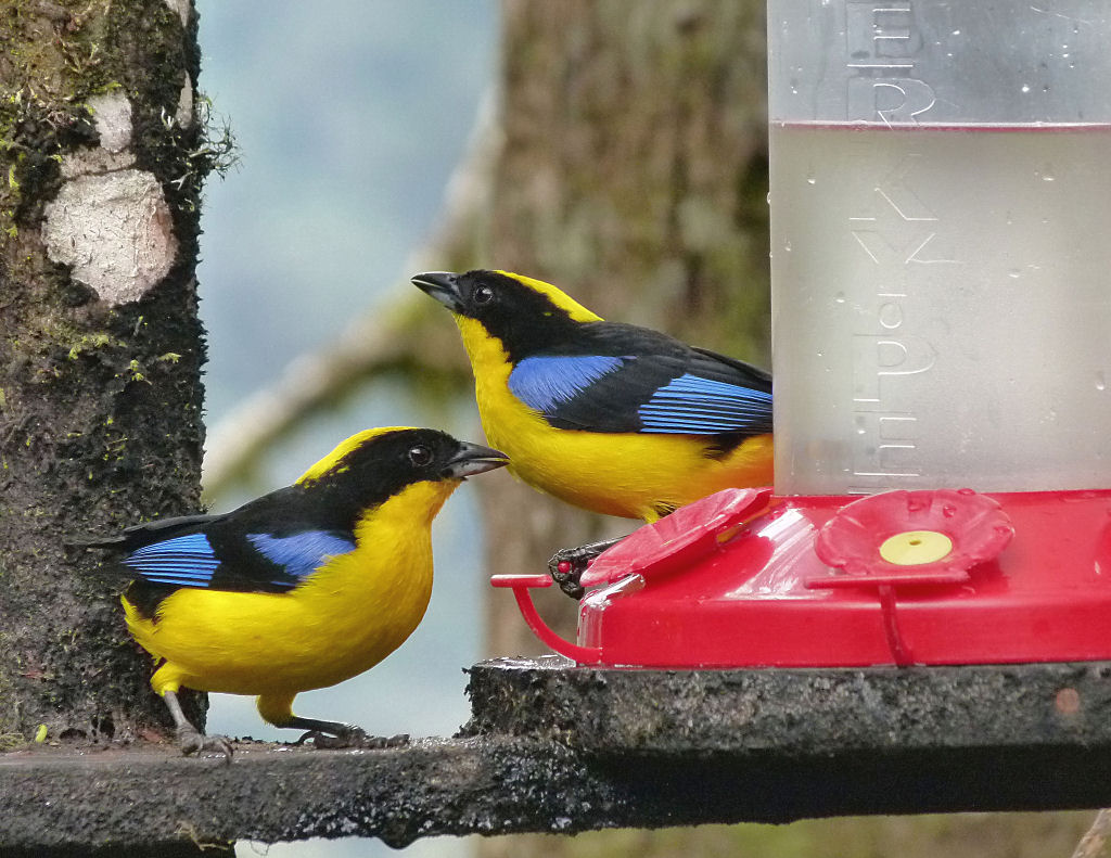Blue-winged Mountain Tanagers.