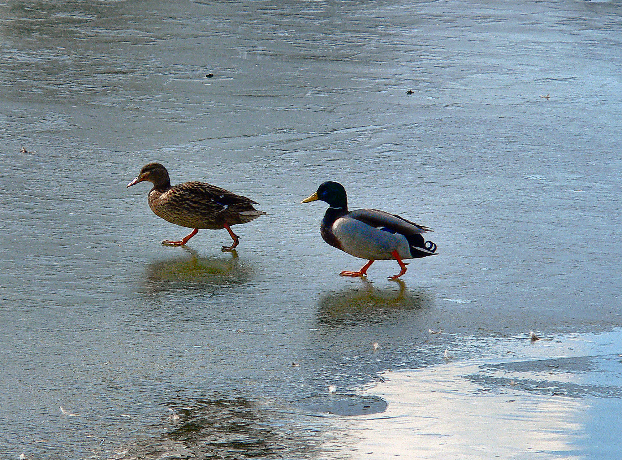 Skaters.