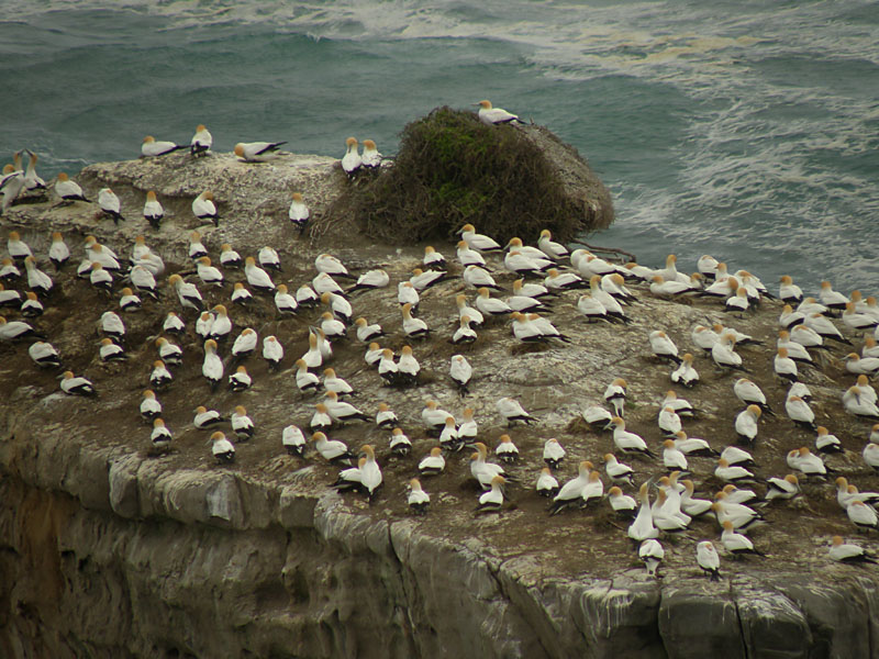 Muriwai 04.jpg