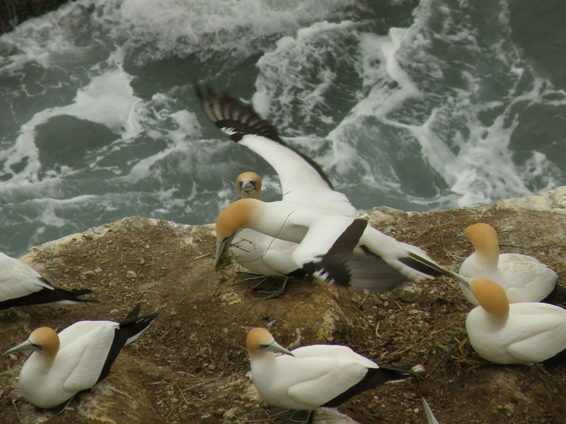 Muriwai 07.jpg