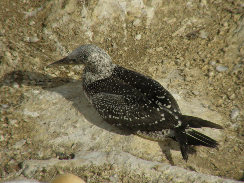 Fledgling 2.jpg
