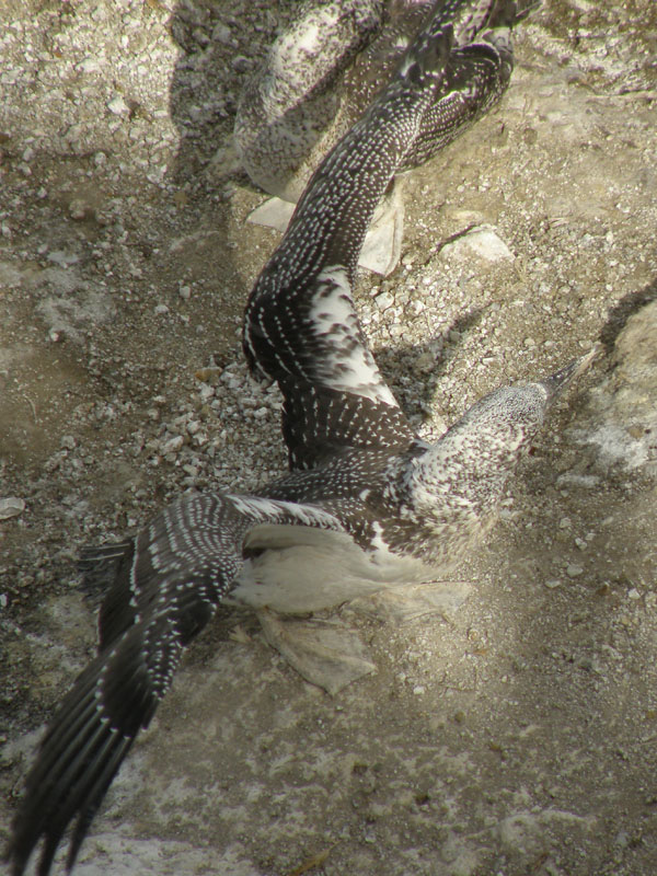 Fledgling 3.jpg