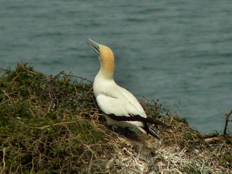 Gannet 2.jpg