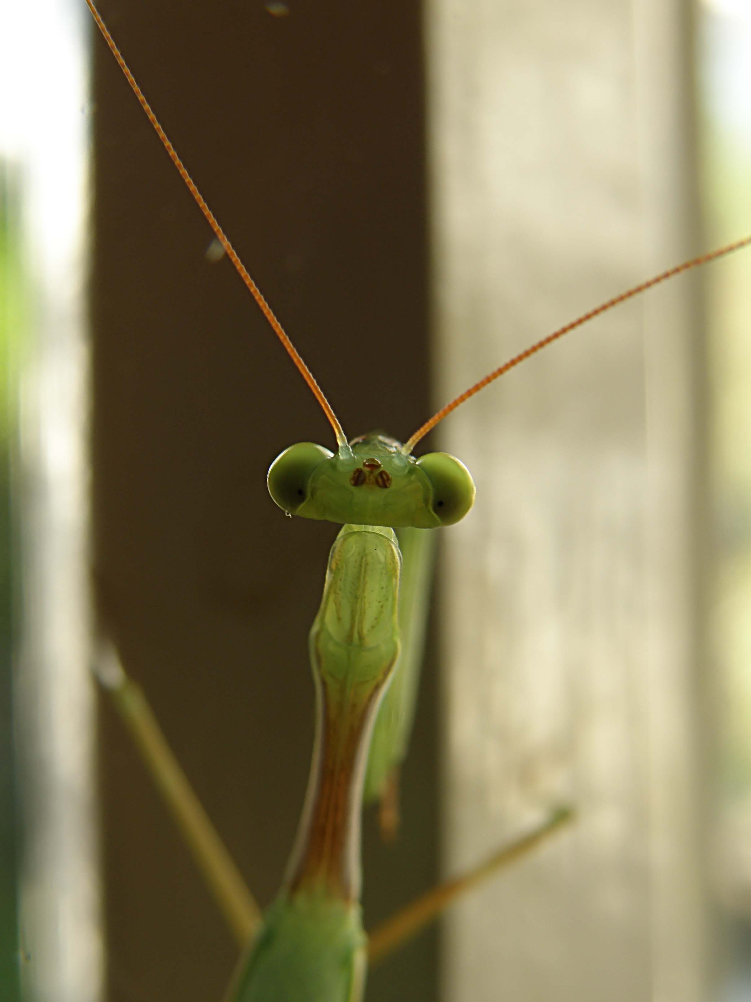 Praying Mantis 6.jpg