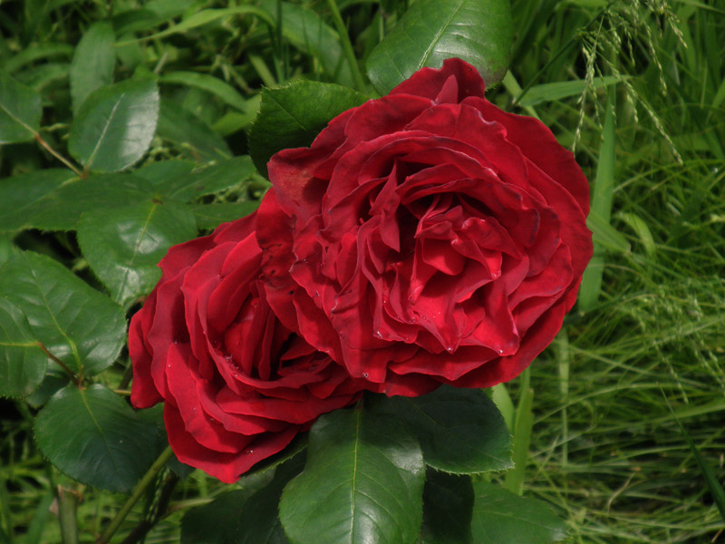 Red Rose.jpg